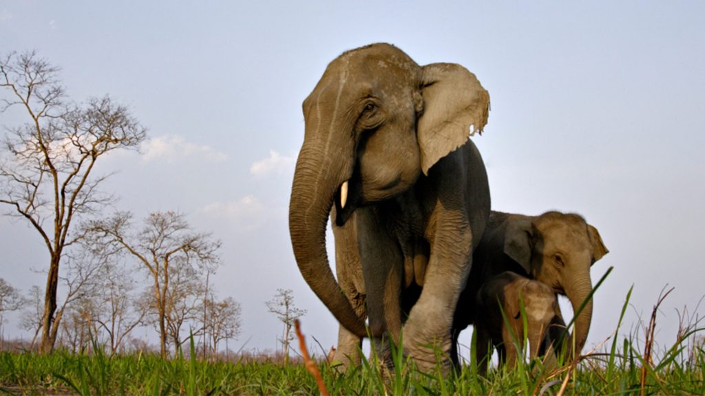 Female elephant at kaziranga national park