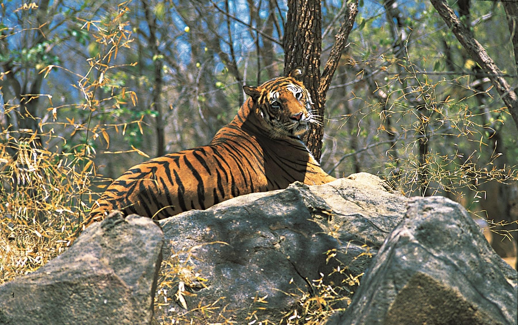 Pakhui Tiger Reserve